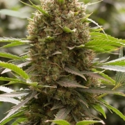 Amnesia Kush Feminized cannabis flower bud by DinaFem Seeds