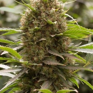 Amnesia Kush Feminized cannabis flower bud by DinaFem Seeds
