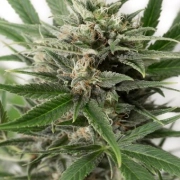 Blue Amnesia XXL Auto Autoflowering cannabis flower bud by DinaFem Seeds