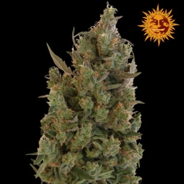Blue Cheese Feminized cannabis flower bud by DinaFem Seeds