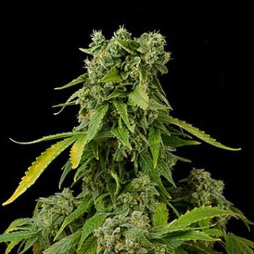 Blue Cheese Auto Autoflowering cannabis flower bud by DinaFem Seeds