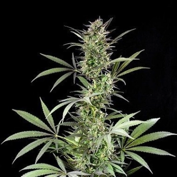 Blue Fruit Feminized cannabis flower bud by DinaFem Seeds