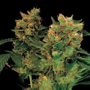Blue Hash Feminized cannabis flower bud by DinaFem Seeds