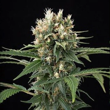 Blue Thai Feminized cannabis flower bud by DinaFem Seeds