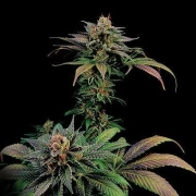 Blue Widow Feminized cannabis flower bud by DinaFem Seeds
