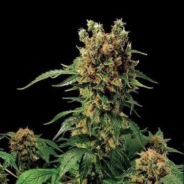 California Hash Plant Feminized cannabis flower bud by DinaFem Seeds