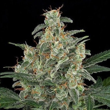 Cheese Auto Auto cannabis flower bud by DinaFem Seeds