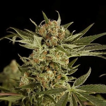 Cloud #9 Feminized cannabis flower bud by DinaFem Seeds