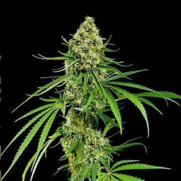 Critical + Feminized cannabis flower bud by DinaFem Seeds
