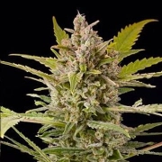 Critical + 2.0 Auto Autoflowering cannabis flower bud by DinaFem Seeds