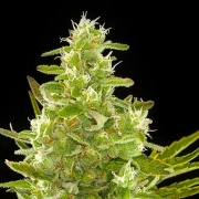 Critical + Auto Autoflowering cannabis flower bud by DinaFem Seeds