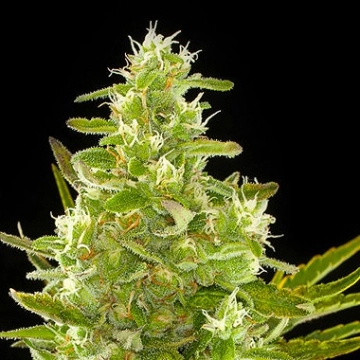 Critical + Auto Autoflowering cannabis flower bud by DinaFem Seeds