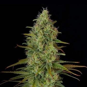 Critical Jack Feminized cannabis flower bud by DinaFem Seeds