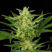 Critical Jack Auto Autoflowering cannabis flower bud by DinaFem Seeds