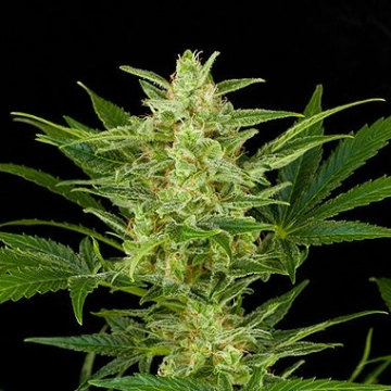 Critical Jack Auto Autoflowering cannabis flower bud by DinaFem Seeds