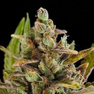 Critical Kush Feminized cannabis flower bud by DinaFem Seeds