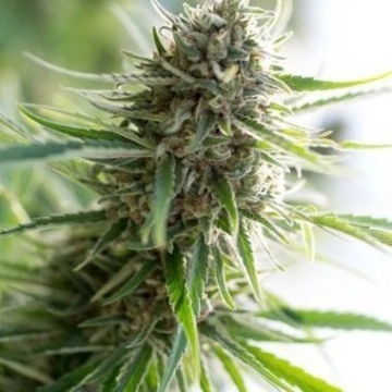 Critical Mass CBD Feminized cannabis flower bud by DinaFem Seeds