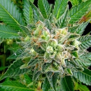 Diesel Feminized cannabis flower bud by DinaFem Seeds