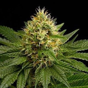 DinaChem Feminized cannabis flower bud by DinaFem Seeds