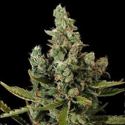 Dinafem Cheese Feminized cannabis flower bud by DinaFem Seeds