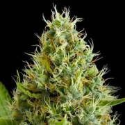 Dinamex Feminized cannabis flower bud by DinaFem Seeds