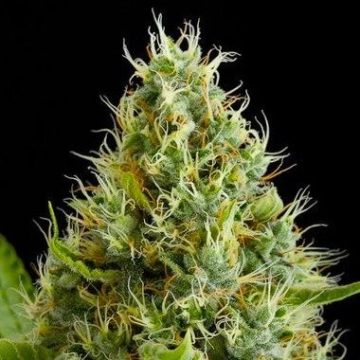 Dinamex Feminized cannabis flower bud by DinaFem Seeds