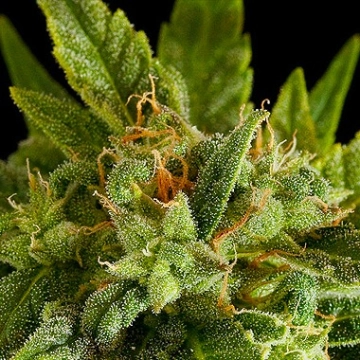 Fruit Automatic Autoflowering cannabis flower bud by DinaFem Seeds