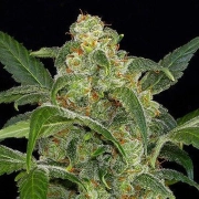 Haze 2.0 Auto Autoflowering cannabis flower bud by DinaFem Seeds