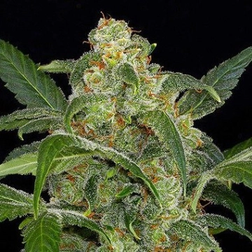 Haze 2.0 Auto Auto cannabis flower bud by DinaFem Seeds