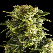 Haze Automatic Autoflowering cannabis flower bud by DinaFem Seeds