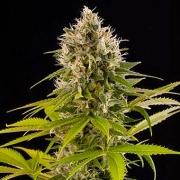 Industrial Plant Feminized cannabis flower bud by DinaFem Seeds