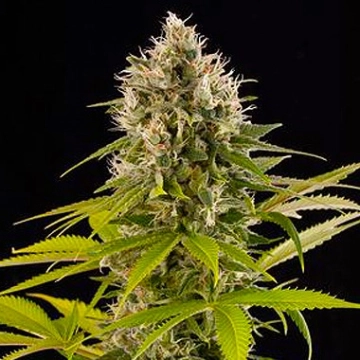 Industrial Plant Feminized cannabis flower bud by DinaFem Seeds