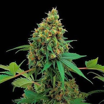 Moby Dick Feminized cannabis flower bud by DinaFem Seeds