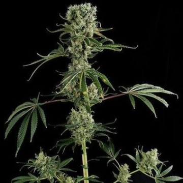 Moby Dick #2 Feminized cannabis flower bud by DinaFem Seeds