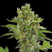 Moby Dick Auto Autoflowering cannabis flower bud by DinaFem Seeds