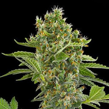 Moby Dick Auto Autoflowering cannabis flower bud by DinaFem Seeds