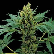 Moby Hash Feminized cannabis flower bud by DinaFem Seeds