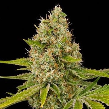 OG Kush Feminized cannabis flower bud by DinaFem Seeds