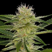 Original Amnesia Feminized cannabis flower bud by DinaFem Seeds