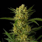 Original Amnesia Auto Autoflowering cannabis flower bud by DinaFem Seeds