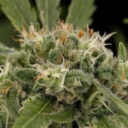 Original Strawberry Cough Feminized cannabis flower bud by DinaFem Seeds