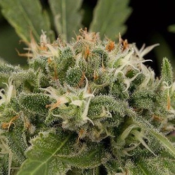 Original Strawberry Cough Feminized cannabis flower bud by DinaFem Seeds