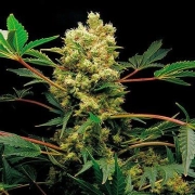 Power Kush Feminized cannabis flower bud by DinaFem Seeds