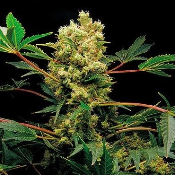 Power Kush Feminized cannabis flower bud by DinaFem Seeds