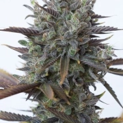 Purple Orange CBD Feminized cannabis flower bud by DinaFem Seeds