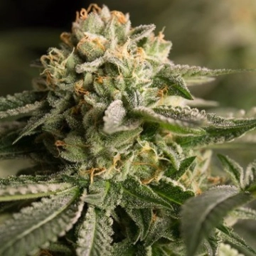 Remo Chemo Feminized cannabis flower bud by DinaFem Seeds