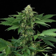 RoadRunner Auto Autoflowering cannabis flower bud by DinaFem Seeds