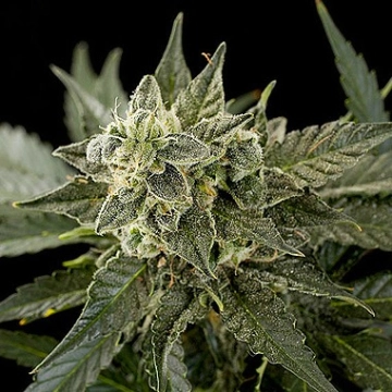 Roadrunner Automatic #2 Autoflowering cannabis flower bud by DinaFem Seeds