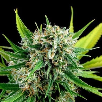 Royal Haze Feminized cannabis flower bud by DinaFem Seeds