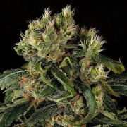 Santa Sativa Feminized cannabis flower bud by DinaFem Seeds